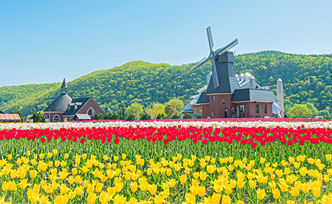 春遊北海道・繽紛花海