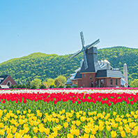 櫻為有你北海道道東、東藻琴芝櫻、上湧別鬱金香公園、黑岳纜車、阿寒湖遊船、愛努人聖地五日