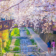 釜山鎮海大邱賞櫻五日《不走人蔘、保肝》鎮海櫻花、E-Word樂園、韓服體驗、膠囊列車、青沙浦天空步道