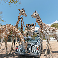 【6人成行】野泰美五日－超夯北碧野生動物園、網美咖啡廳、懸崖鐵路、橋德夜市(無購物)