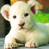 【泰國奇幻之旅 六人成行】正宗泰拳實況賽事、金宮歌舞劇場、大城動物園、沙灘俱樂部、班乃迪克之家