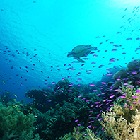 【享玩宿霧-長榮航空】六人成行宿霧、歐斯陸、薄荷島、資生堂特選五日(宿霧市區4晚)(含稅險簽證)