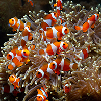 【6人成行】泰巧遇尼莫五日－芭達雅海天盛宴人妖+猛男秀、嘟嘟車遊老城、鄭王廟、夜遊湄南河