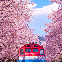 花現釜山五日【彩妝1站】鎮海、郵政局、火車站、卡丁車、天空膠囊、足浴咖啡、五星級飯店一晚、海鮮鍋、元祖豬腳、烤肉吃到飽