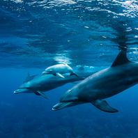 【享玩宿霧-長榮航空】六人成行宿霧、歐斯陸、薄荷島、資生堂特選五日(宿霧市區4晚)(含稅險簽證)