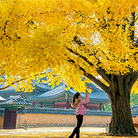 海陸空樂翻天五日《不進人蔘保肝》升等乙晚市區、樂天、世界塔、水族館三大主題、天空纜車、水上計程車、鐵路自行車