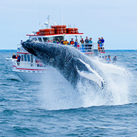 六人賞鯨輕旅行、慶良間群島賞鯨、DMM水族館、波上宮、舊海軍指令部壕、沖宮神社、瀨長島、マンガ倉庫四日