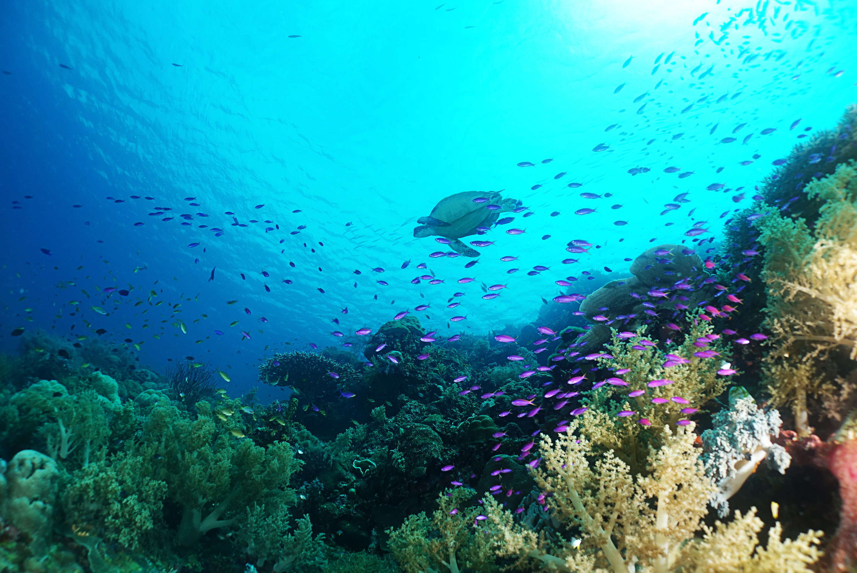 鯨艷宿霧《6人成行》