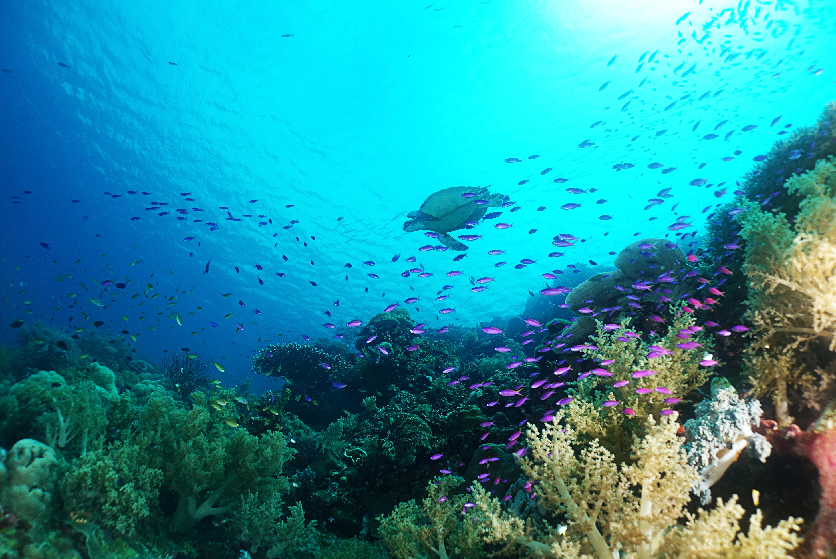 享玩宿霧五日《6人成行》