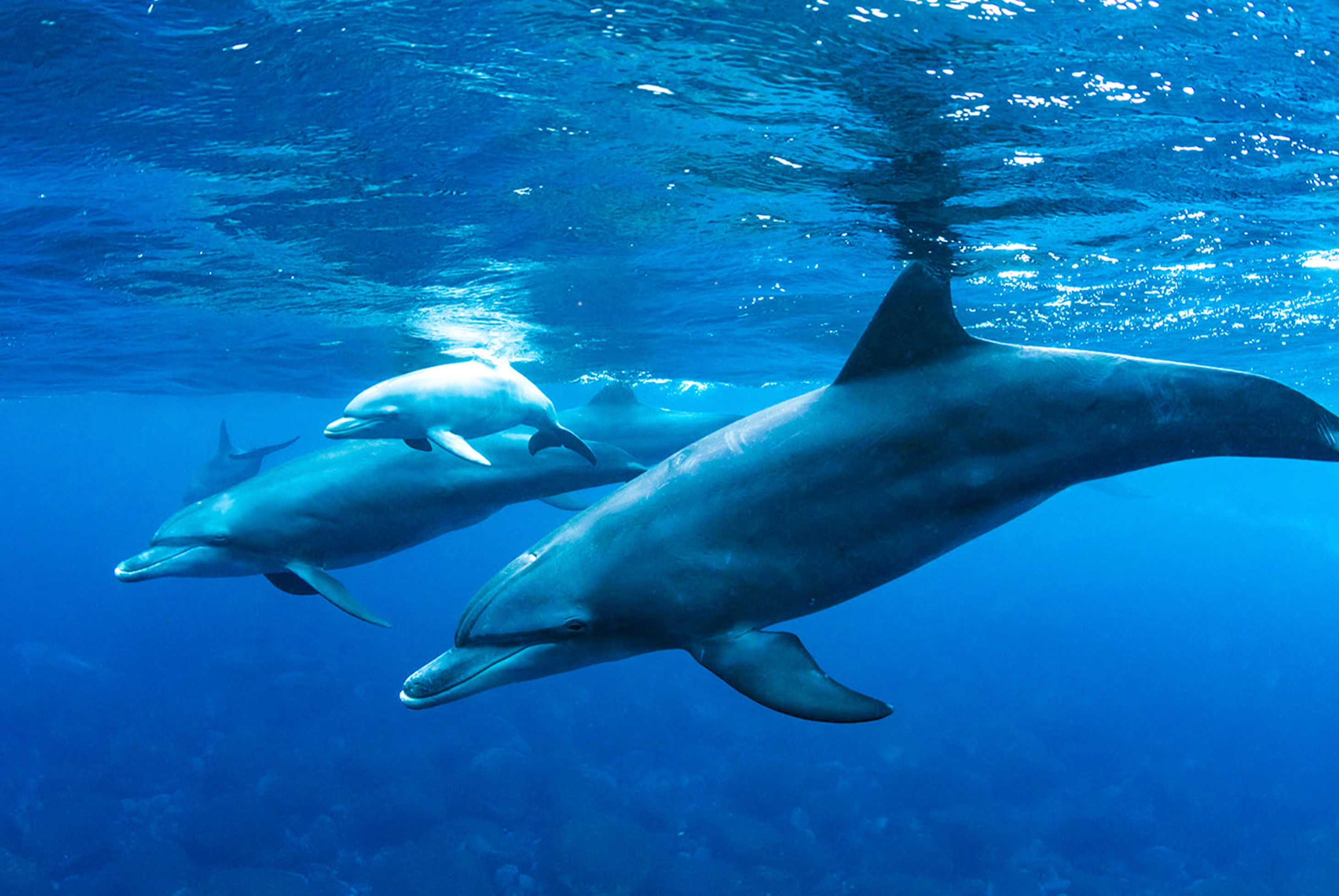 典藏宿霧五日《8人成行》