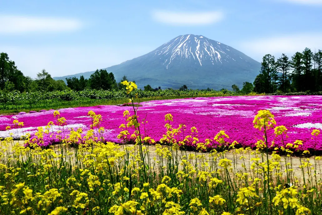北海道芝櫻六日