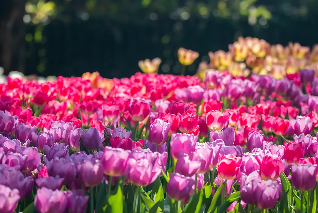 福岡粉蝶花&鬱金香嘉年華五日