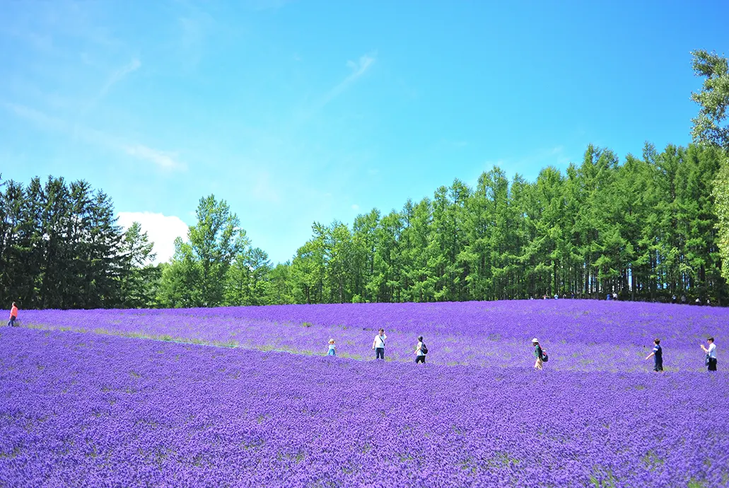東京迪士尼．北海道薰衣草三大蟹溫泉七日