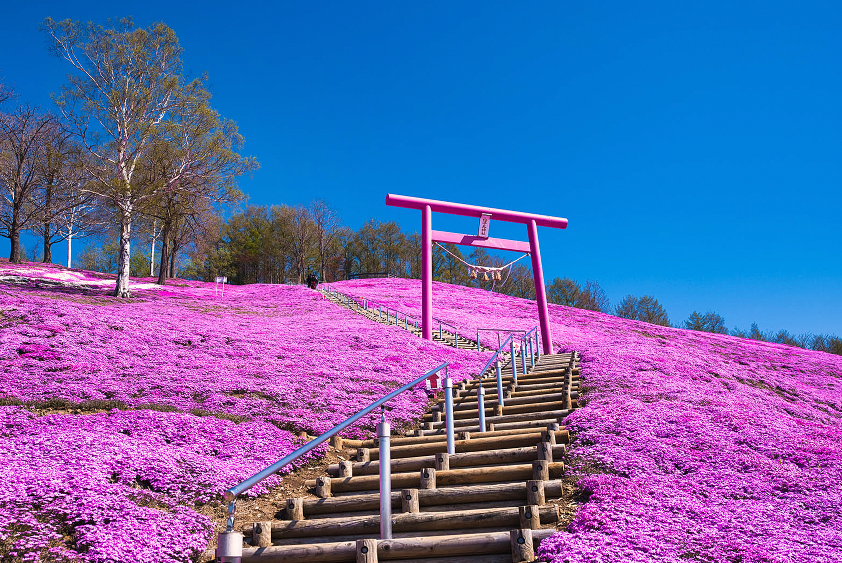 北海道芝櫻鬱金香五日