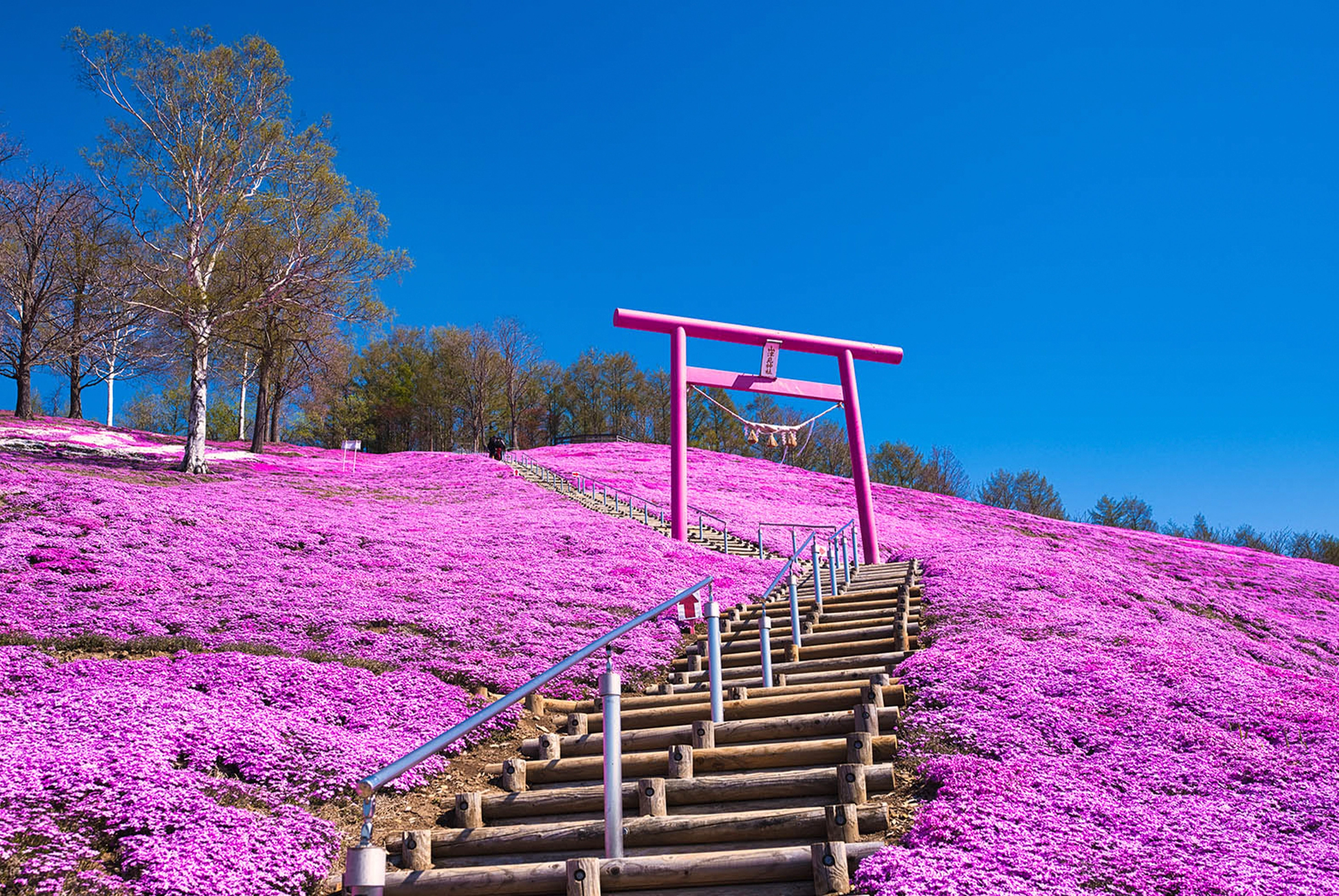 北海道芝櫻鬱金香五日