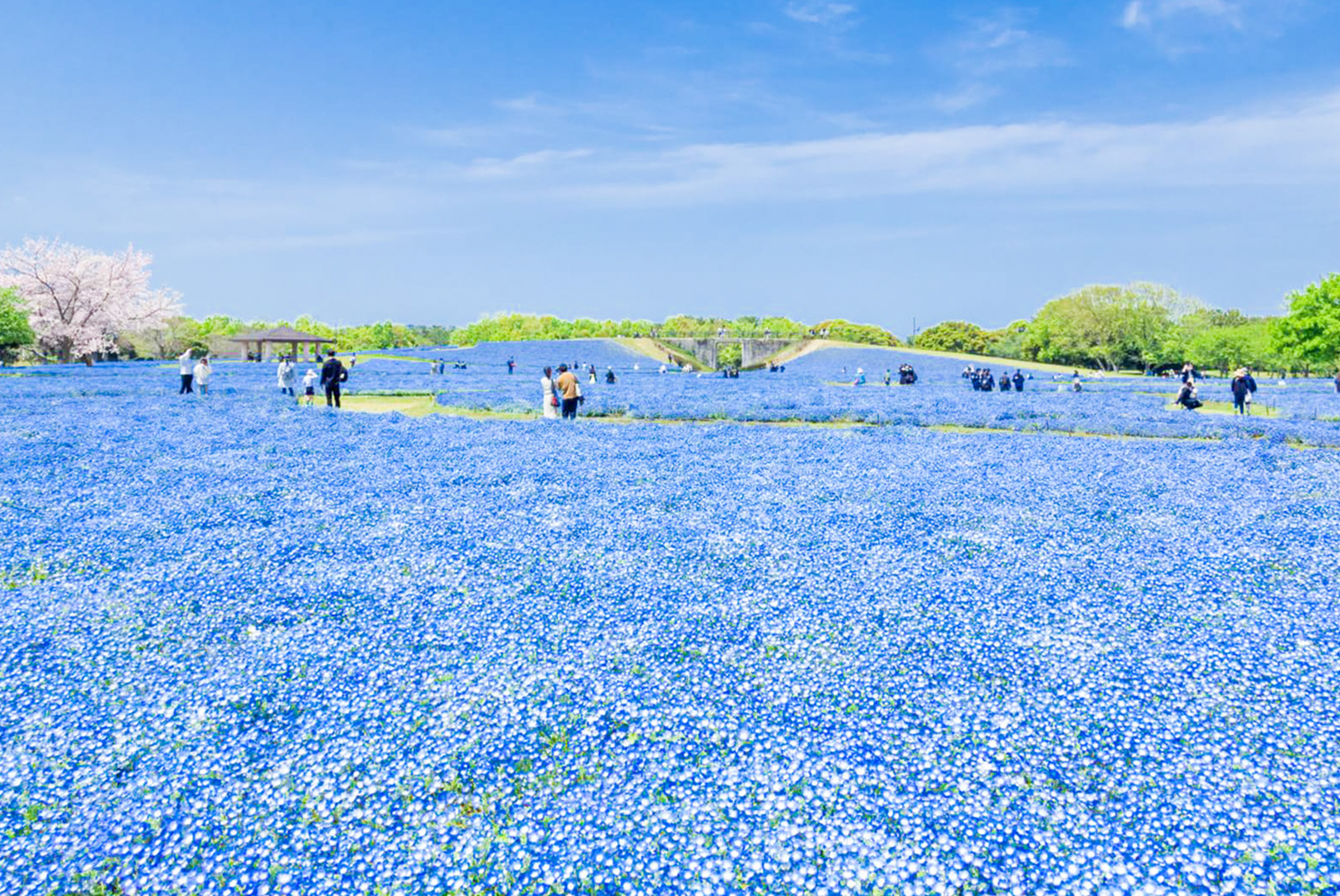 福岡粉蝶花&鬱金香嘉年華五日