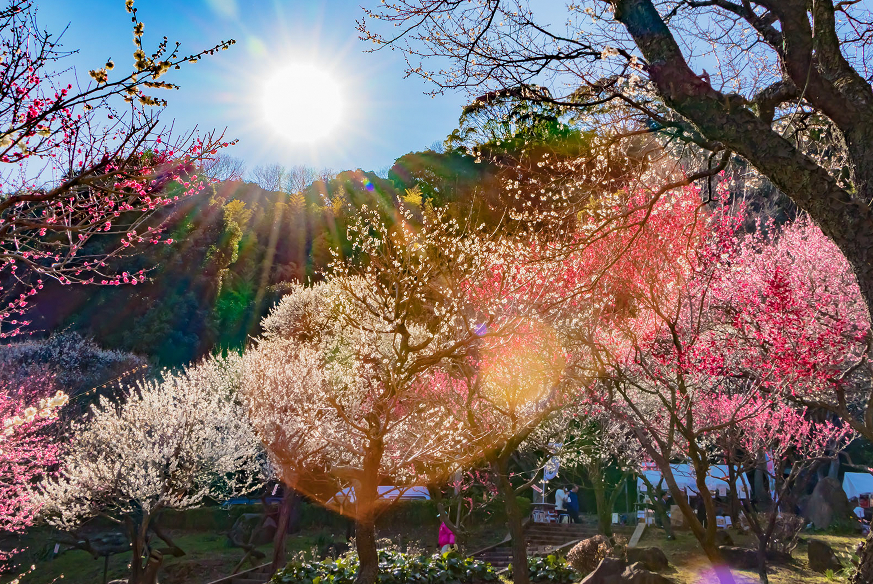 春櫻綻放伊豆全覽雙溫泉五日