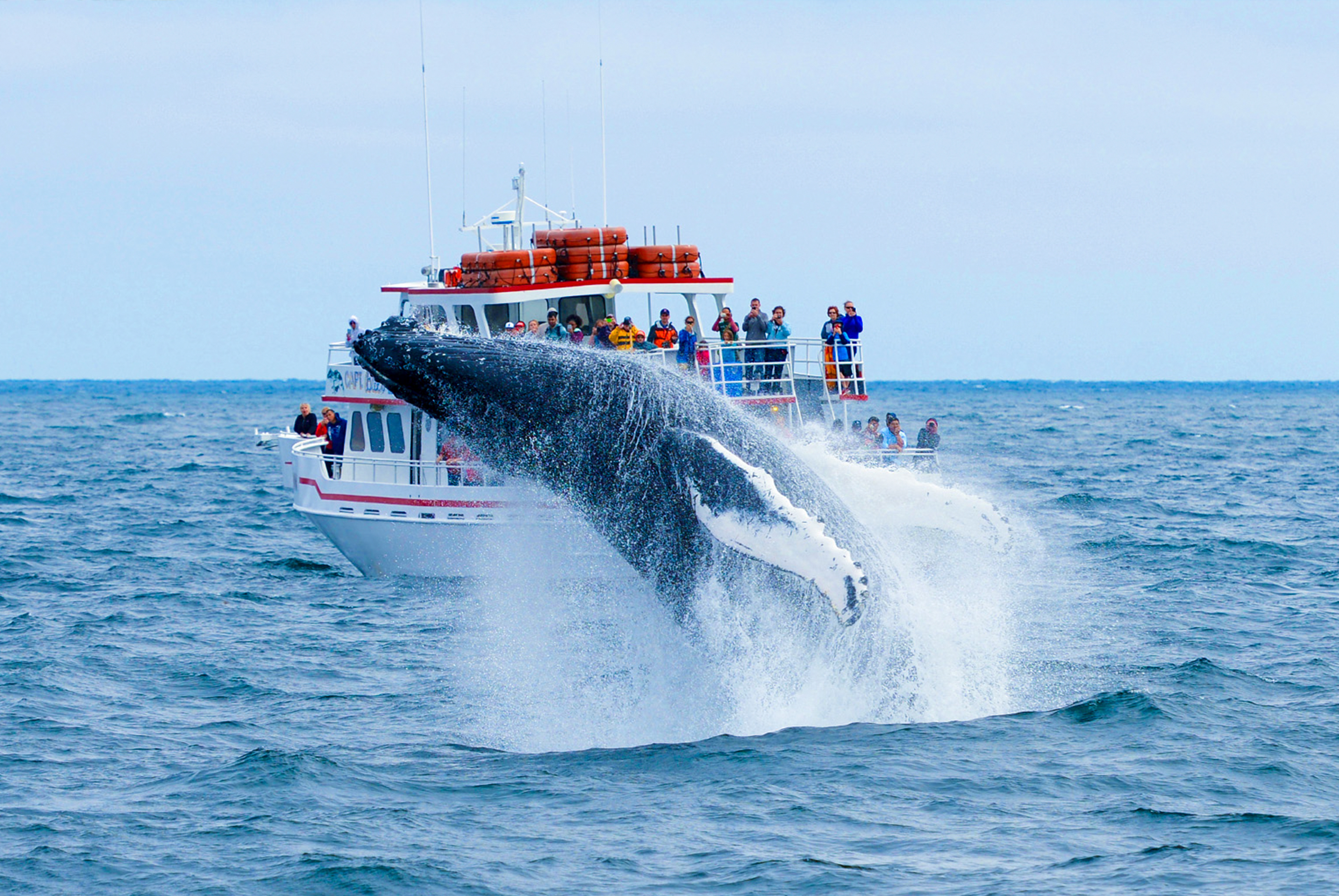 賞鯨輕旅行四日《6人成行》《送小費》