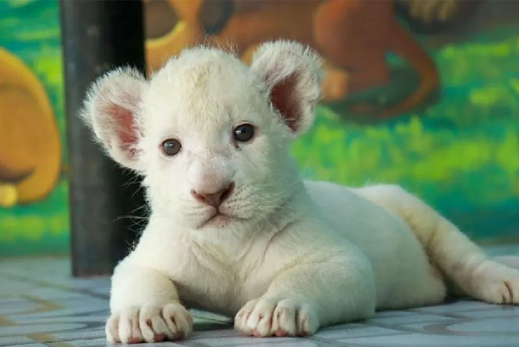曼遊大城五日《6人成行》