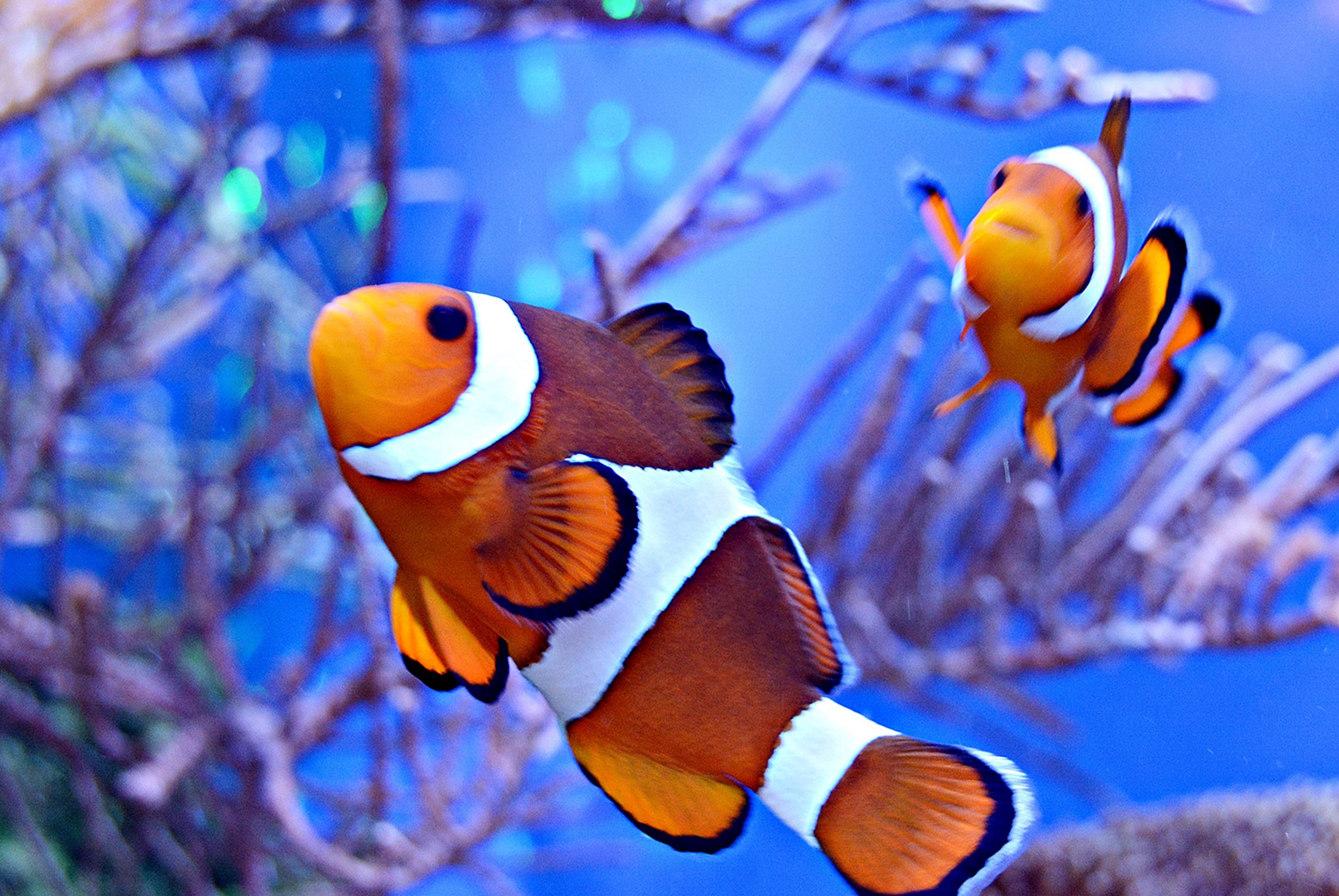 泰巧遇尼莫五日《6人成行》