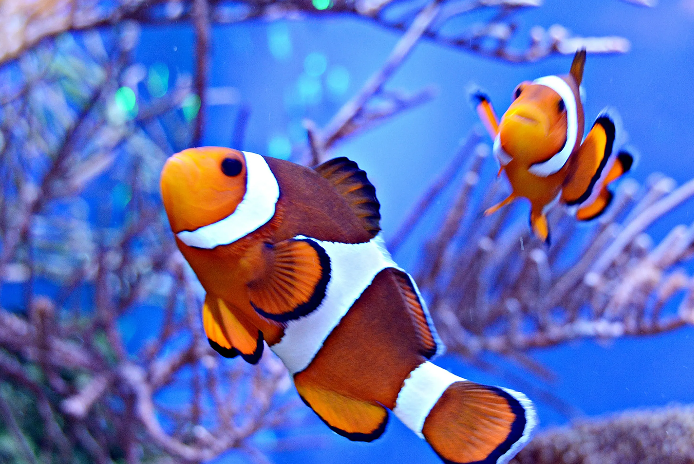 泰巧遇尼莫五日《6人成行》