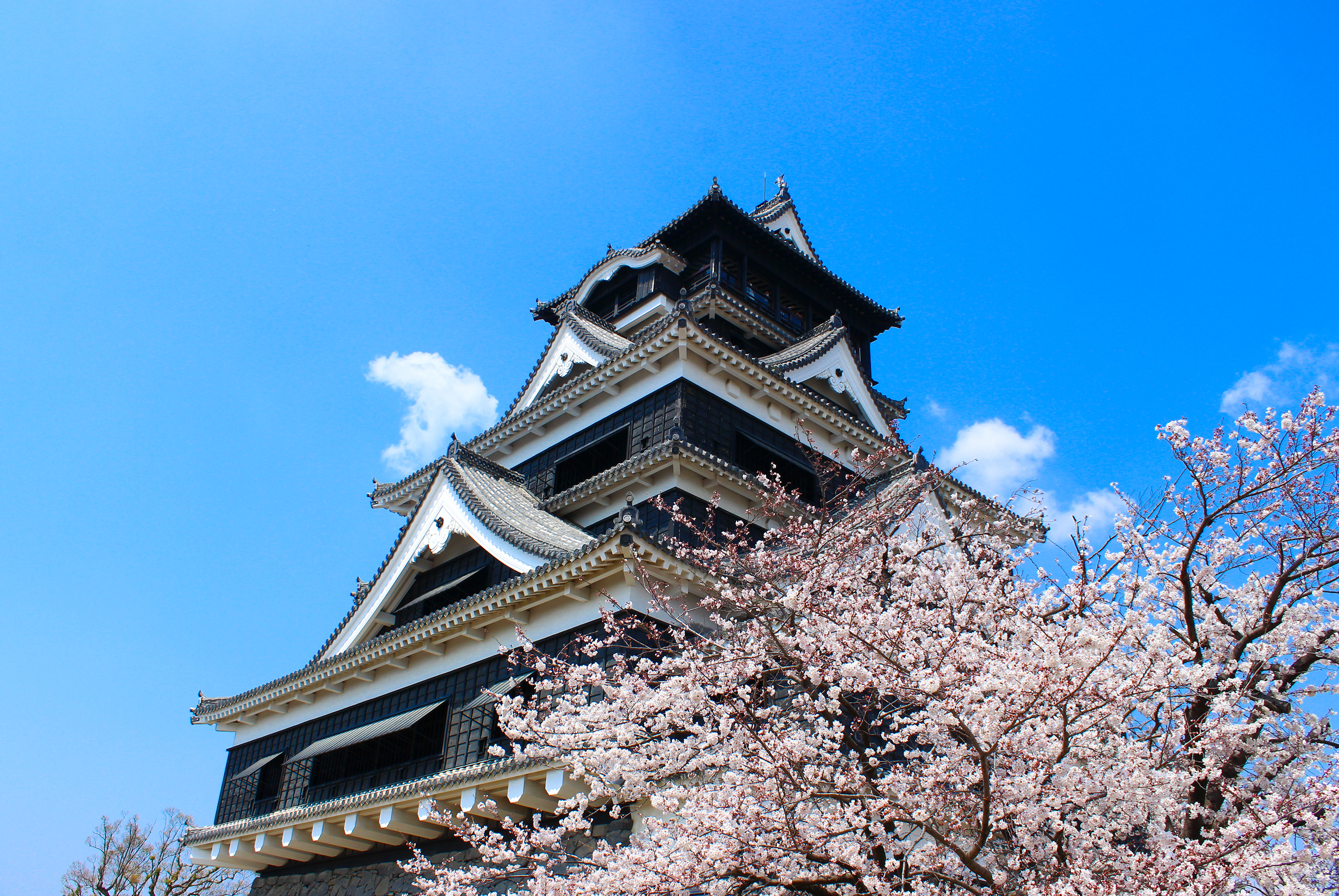 熊本賞櫻百選五日