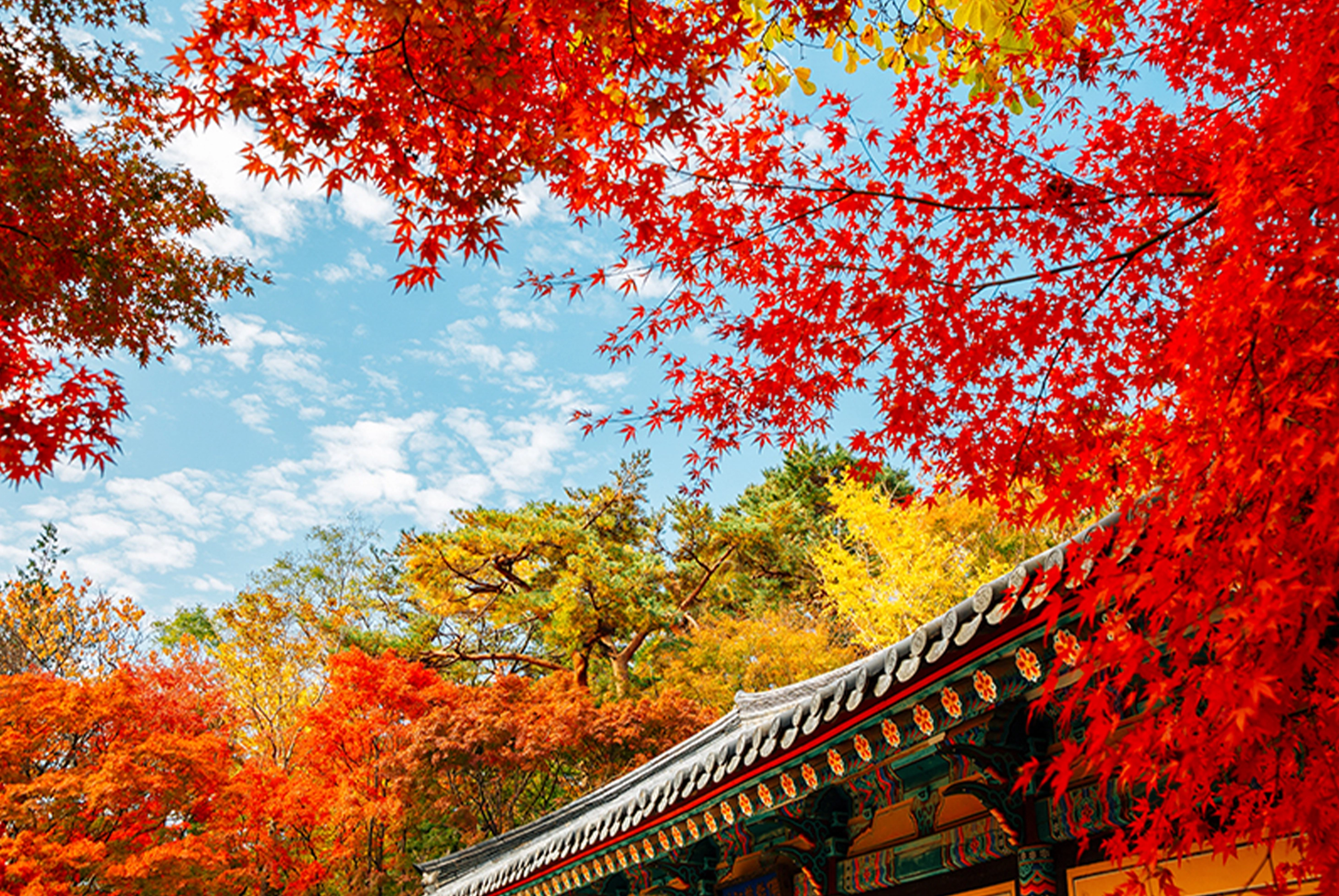 楓迷釜山五日《只走一站彩妝》